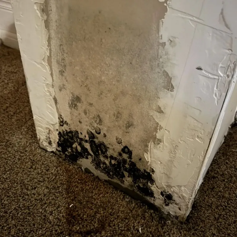 Professional Mold Removal in Arkansas City, KS